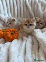 British Shorthair cats - Advert 3
