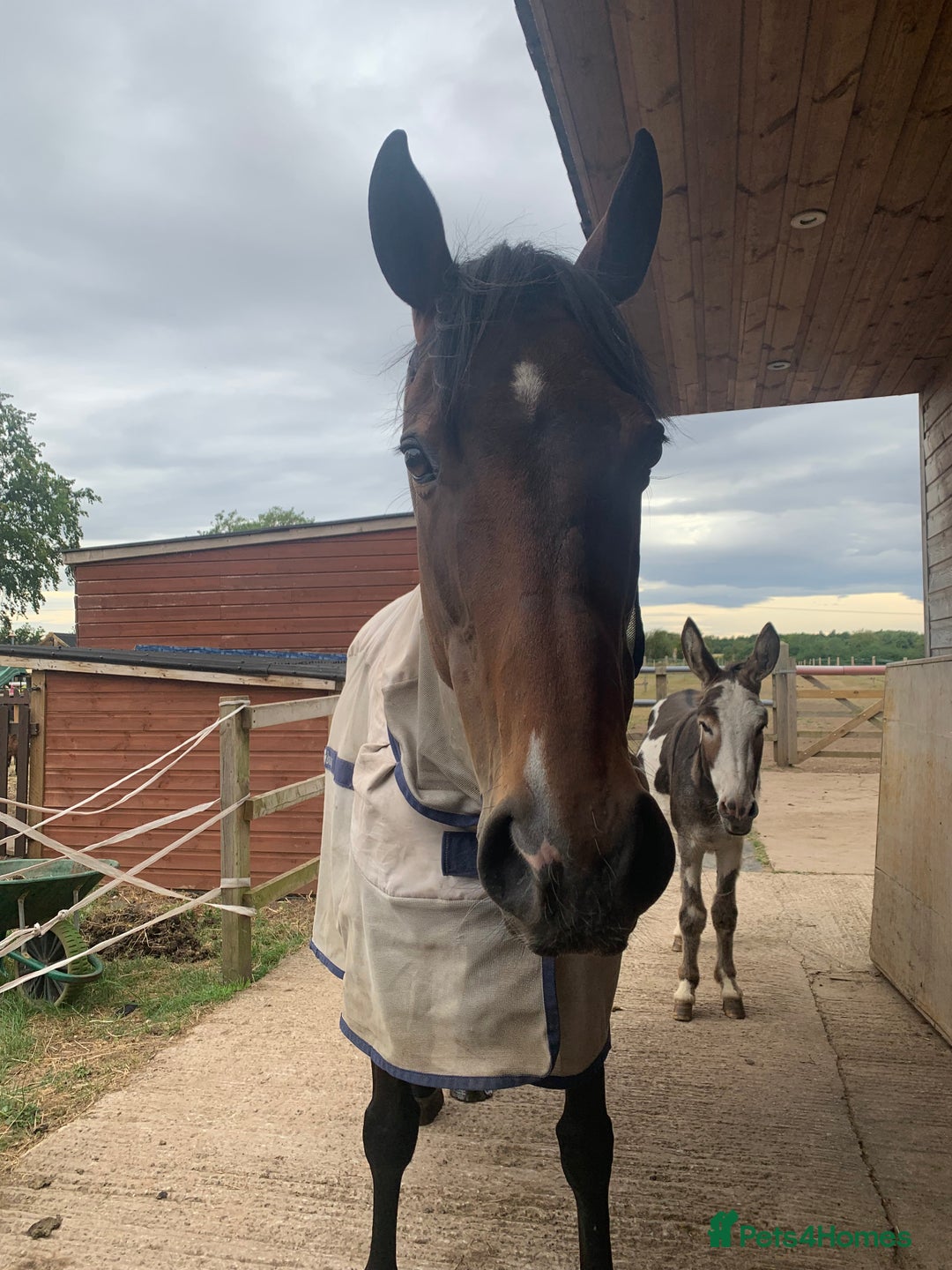 Irish Thoroughbred horses for sale: 15.1 9yo pretty bay mare  - Image 6