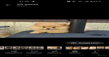 Pomeranian dogs - Advert 2
