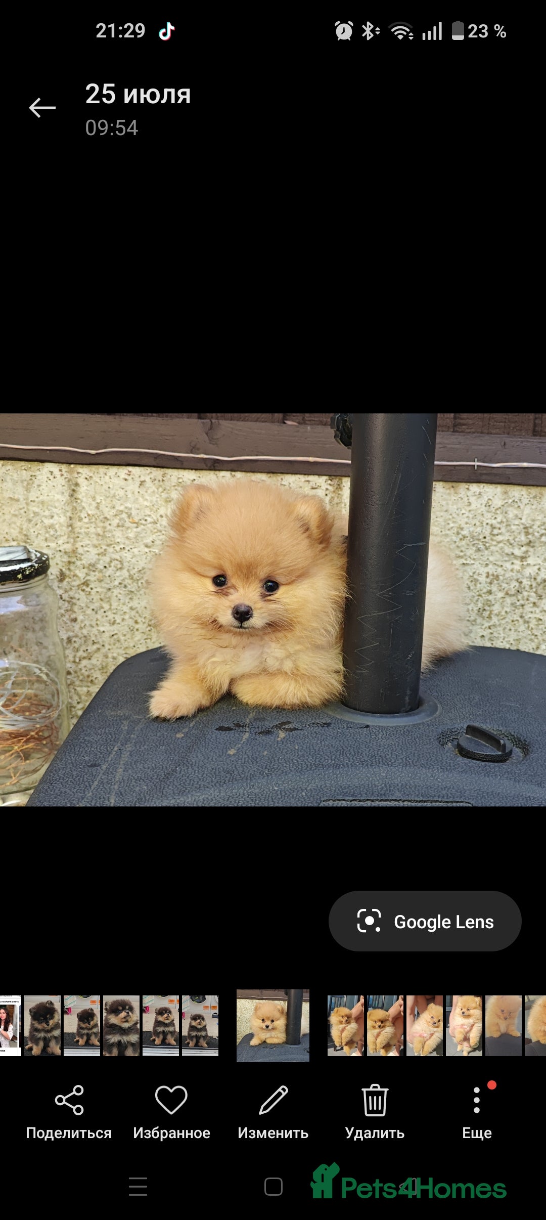 Pomeranian dogs for sale: Pomeranian girls  - Image 3