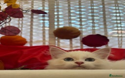 Siberian cats for sale: GCCF Registered Siberian Neva Masquerade Kittens  - Image 5