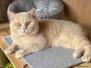 British Shorthair cats Cream Active GCCF Stud with Championship status - Advert 12
