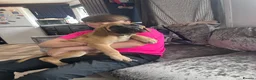Mixed Breed dogs for sale: Old English mastiff 1 left! reduced ! Ready now  - Advert 4
