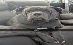 Mixed Breed dogs for sale: Cane corso cross  - Image 10