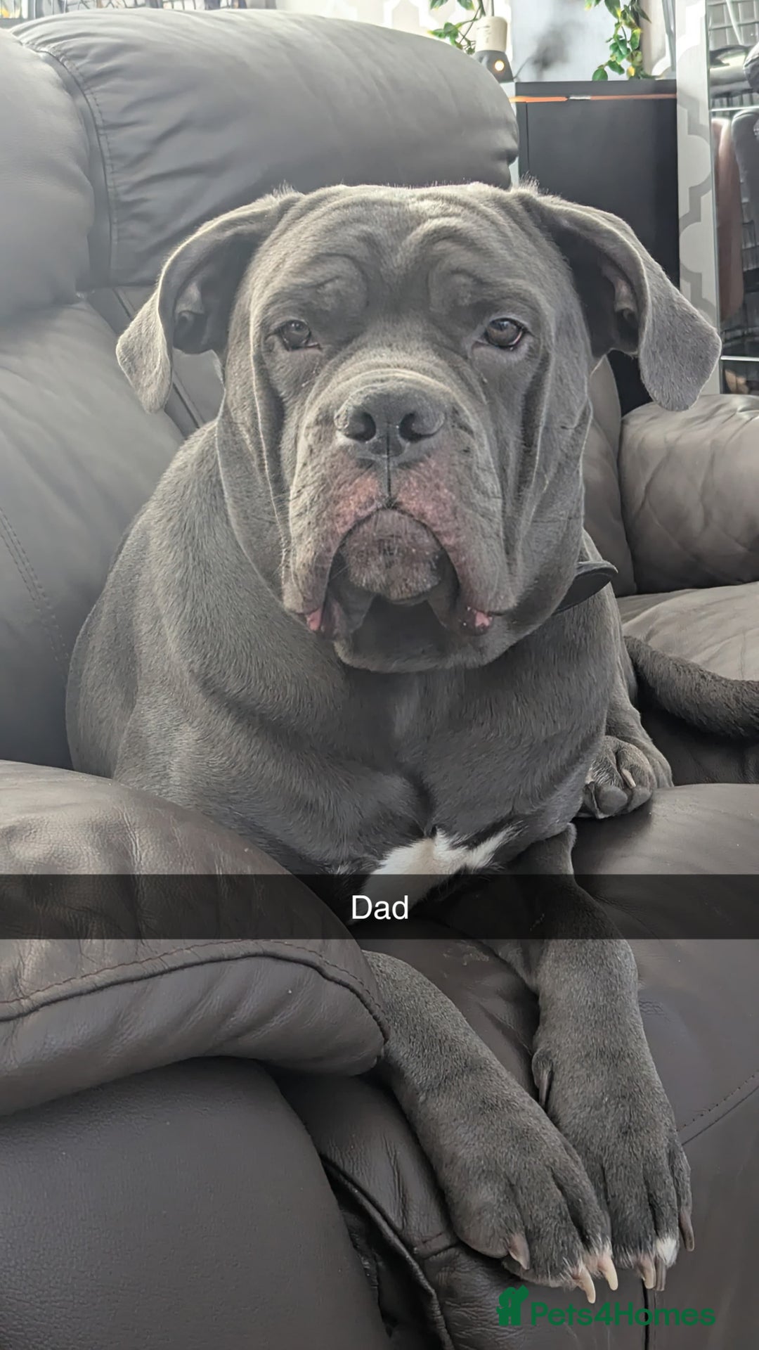 Mixed Breed dogs for sale: Cane corso cross  - Image 10