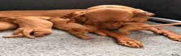 Hungarian Vizsla dogs for sale:     KC Hungarian Vizsla Puppies - Licensed ⭐ - Advert 10