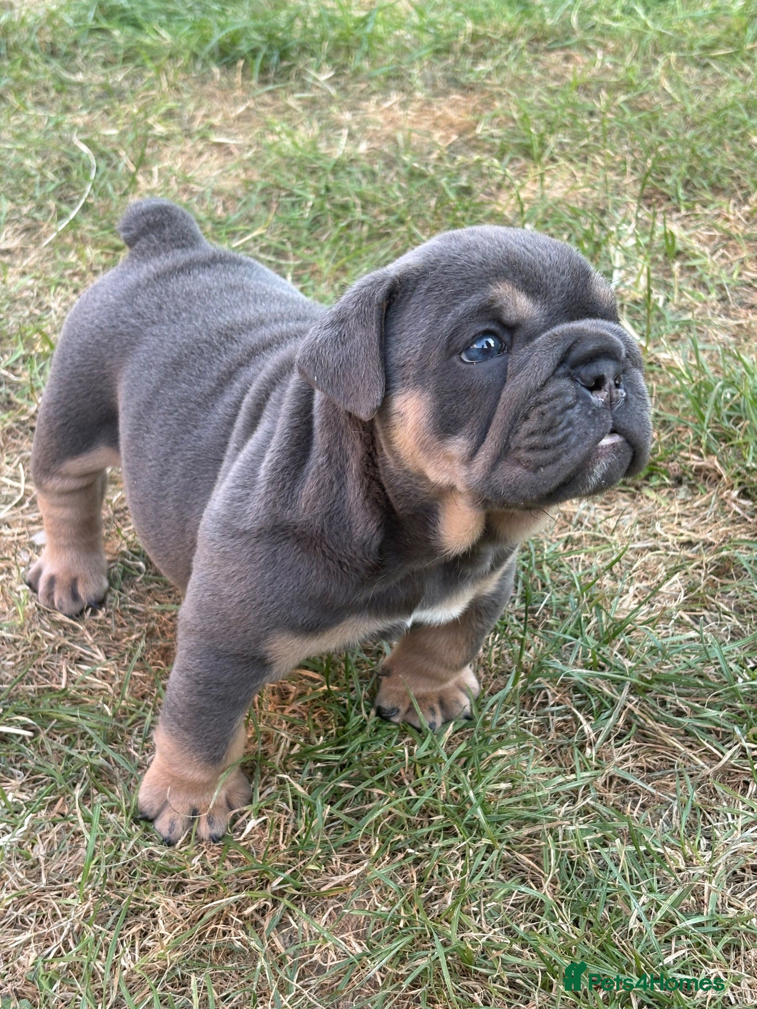 English Bulldog dogs Beefcake and Little Blue - Advert 10