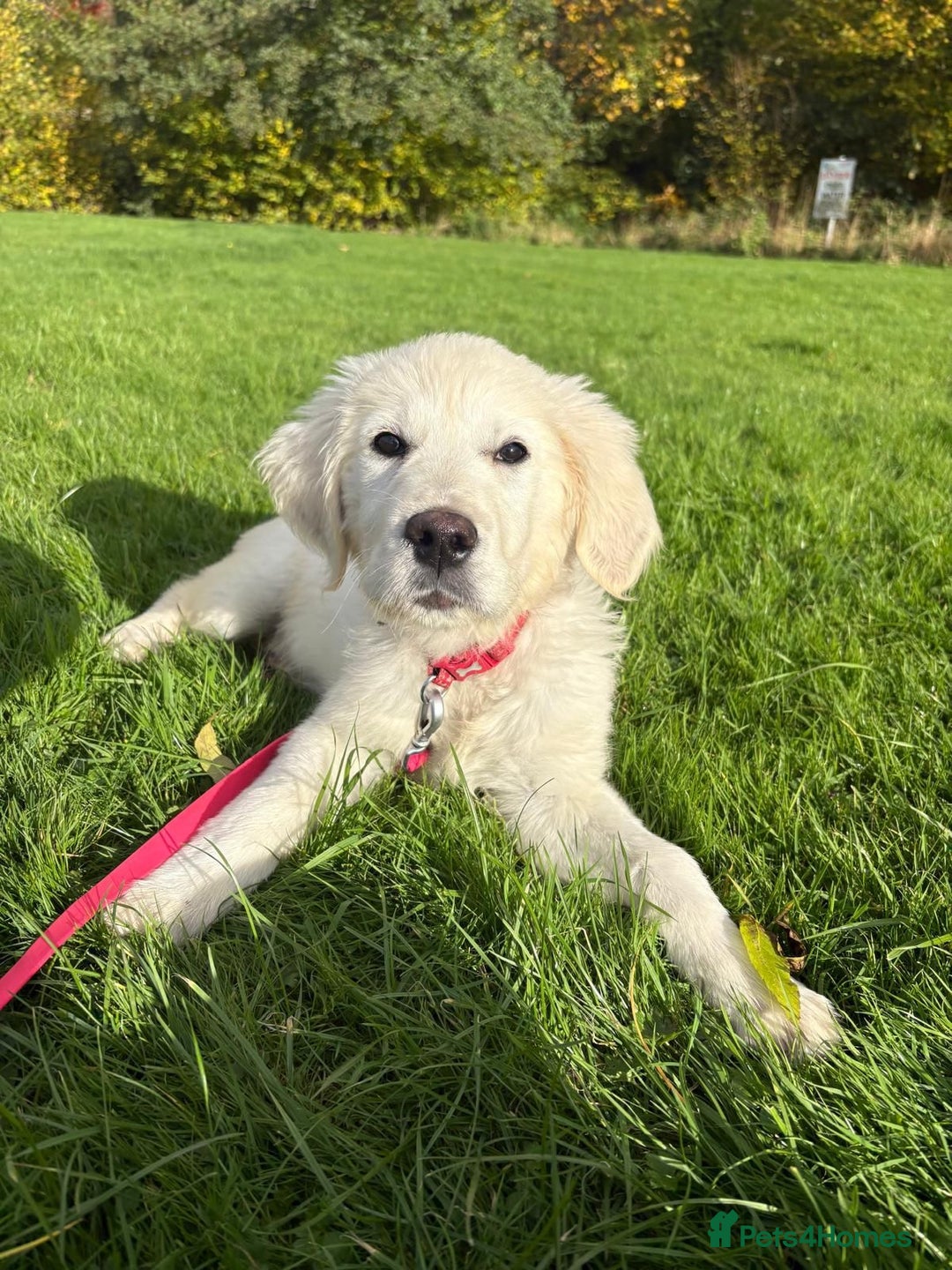 Golden Retriever dogs for sale: Fully Trained Golden Retriever for sale  - Advert 1