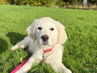 Golden Retriever dogs Fully Trained Golden Retriever for sale - Advert 1