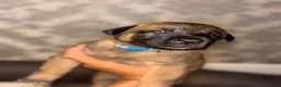 Belgian Shepherd Dog dogs for sale: DWKC Registered Belgian Malinois litter  - Advert 13