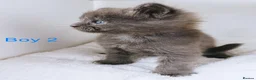 Maine Coon cats for sale: DNA health tested blue maine coon kittens - Advert 24