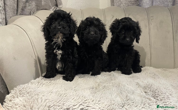 Cockapoo dogs black puppys only black available ready now - Advert 2
