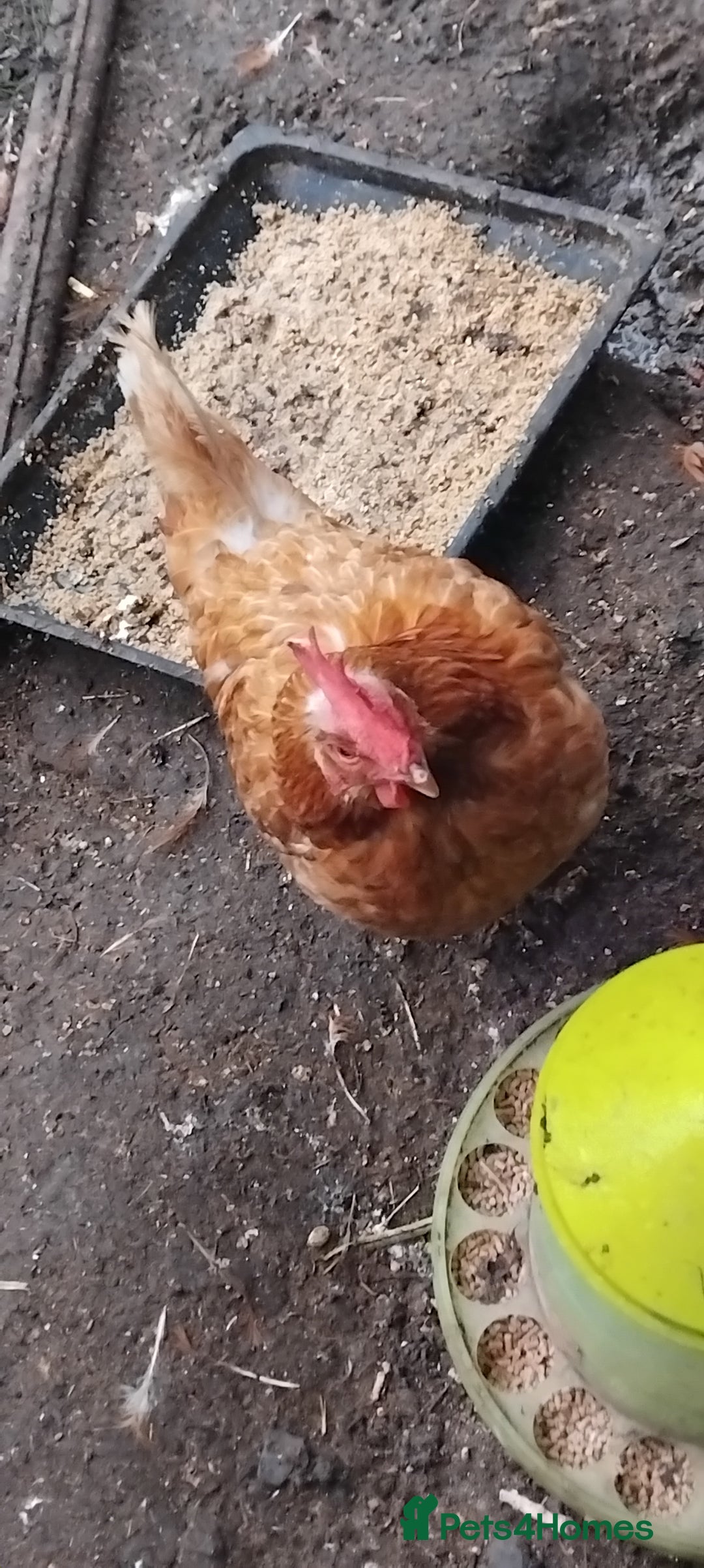 Chickens poultry for sale: Beautiful cream legbar Cockerell and hen  - Image 2