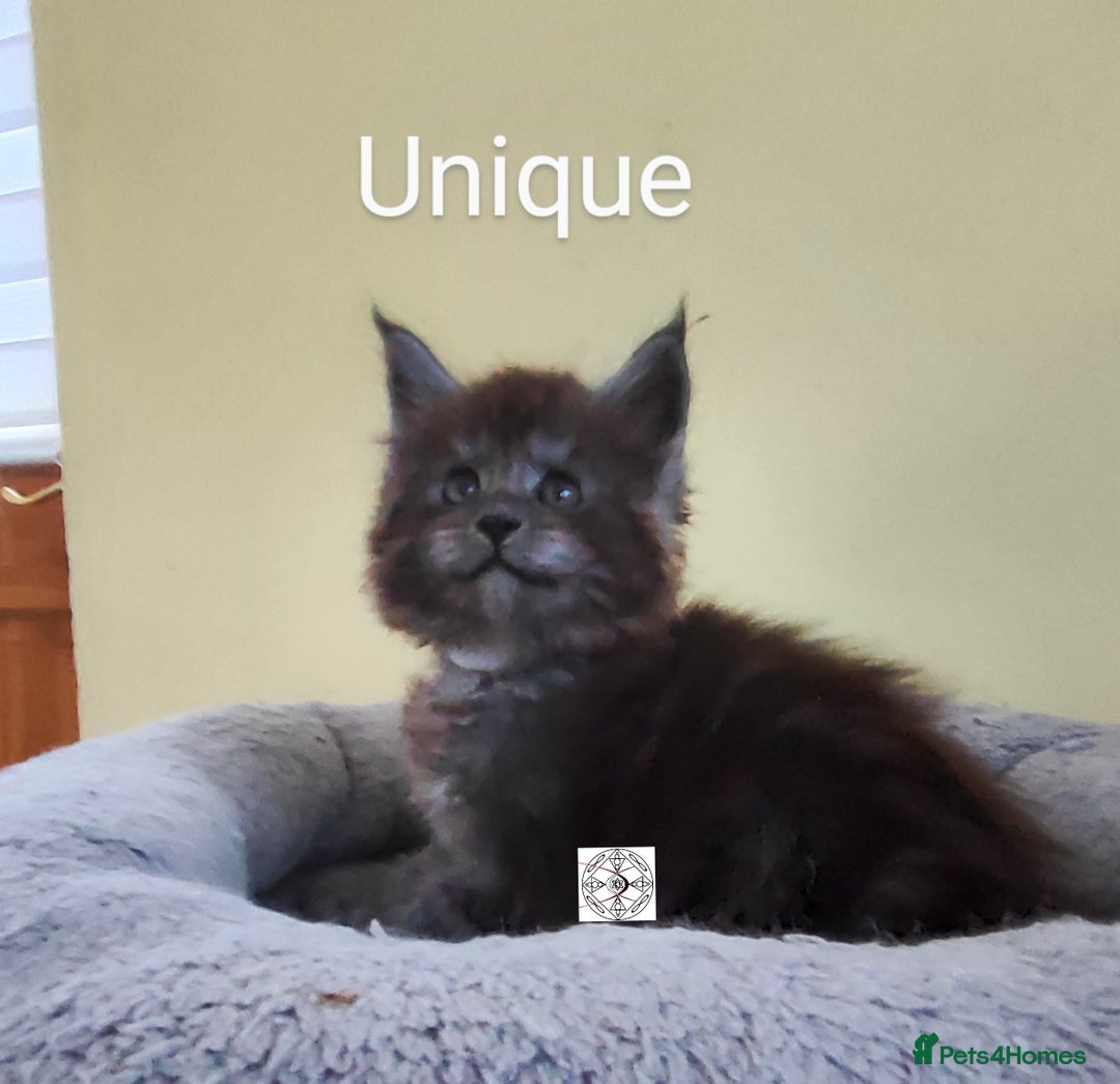 Maine Coon cats for sale: Absolutelly gorgeous kittens  - Image 4