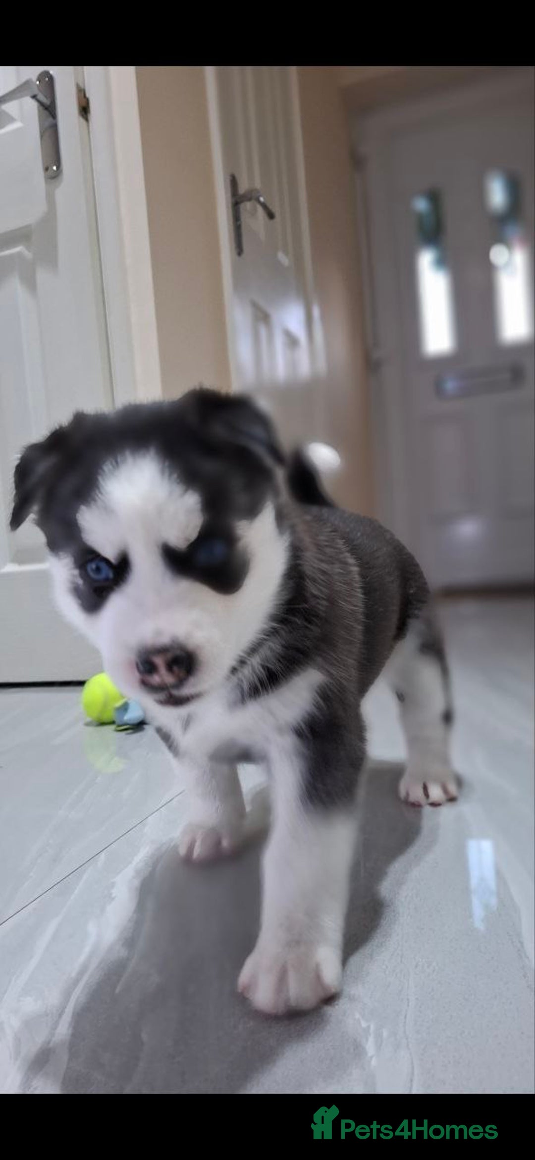 Siberian Husky dogs for sale: Siberian Huskies 1 Male 4 Female - Advert 11