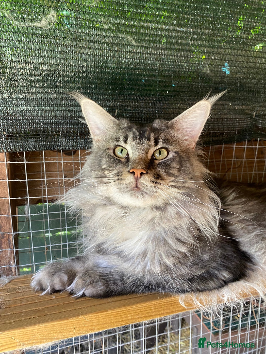 Maine Coon cats for stud: Active Tica duel Gccf Maine Coons in Grantham - Image 13