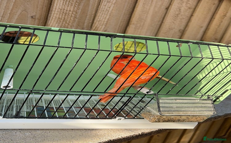 Canaries birds - Advert 14