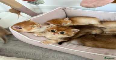 Brazilian Shorthair cats - Advert 10