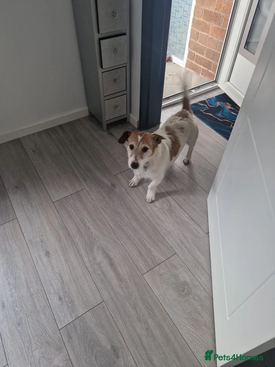 Jack Russell dogs for sale: Jack Russell for rehomeing  - Advert 4