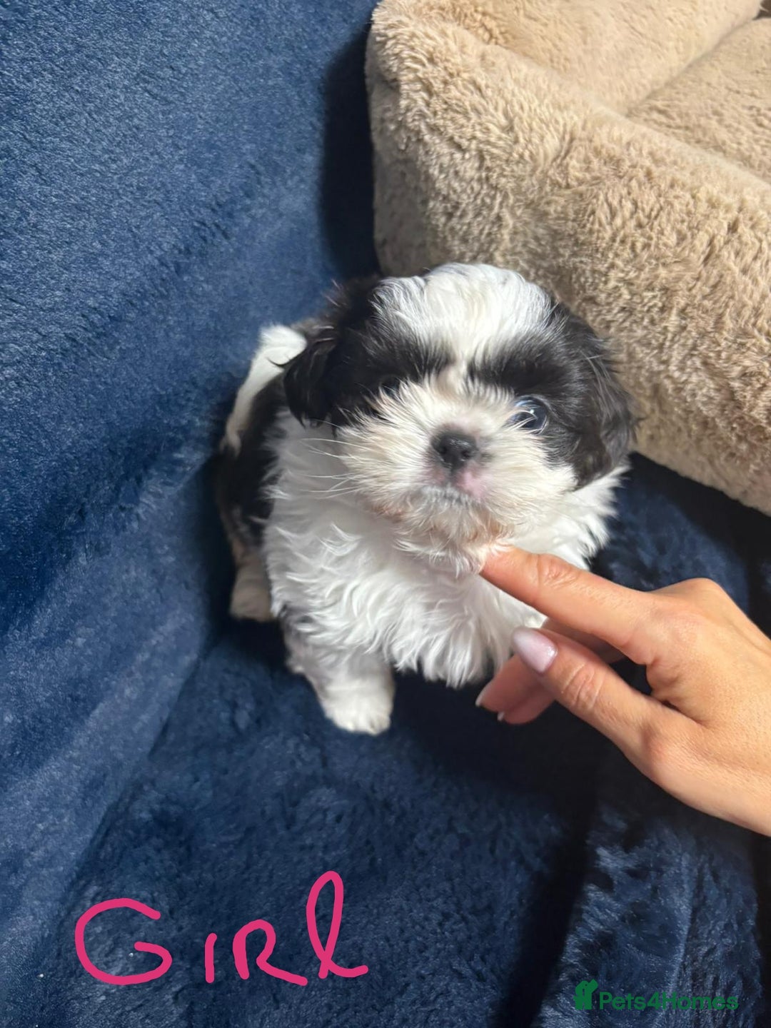 Shih Tzu dogs for sale: Imperial Shih Tzu Ready to leave - Image 9