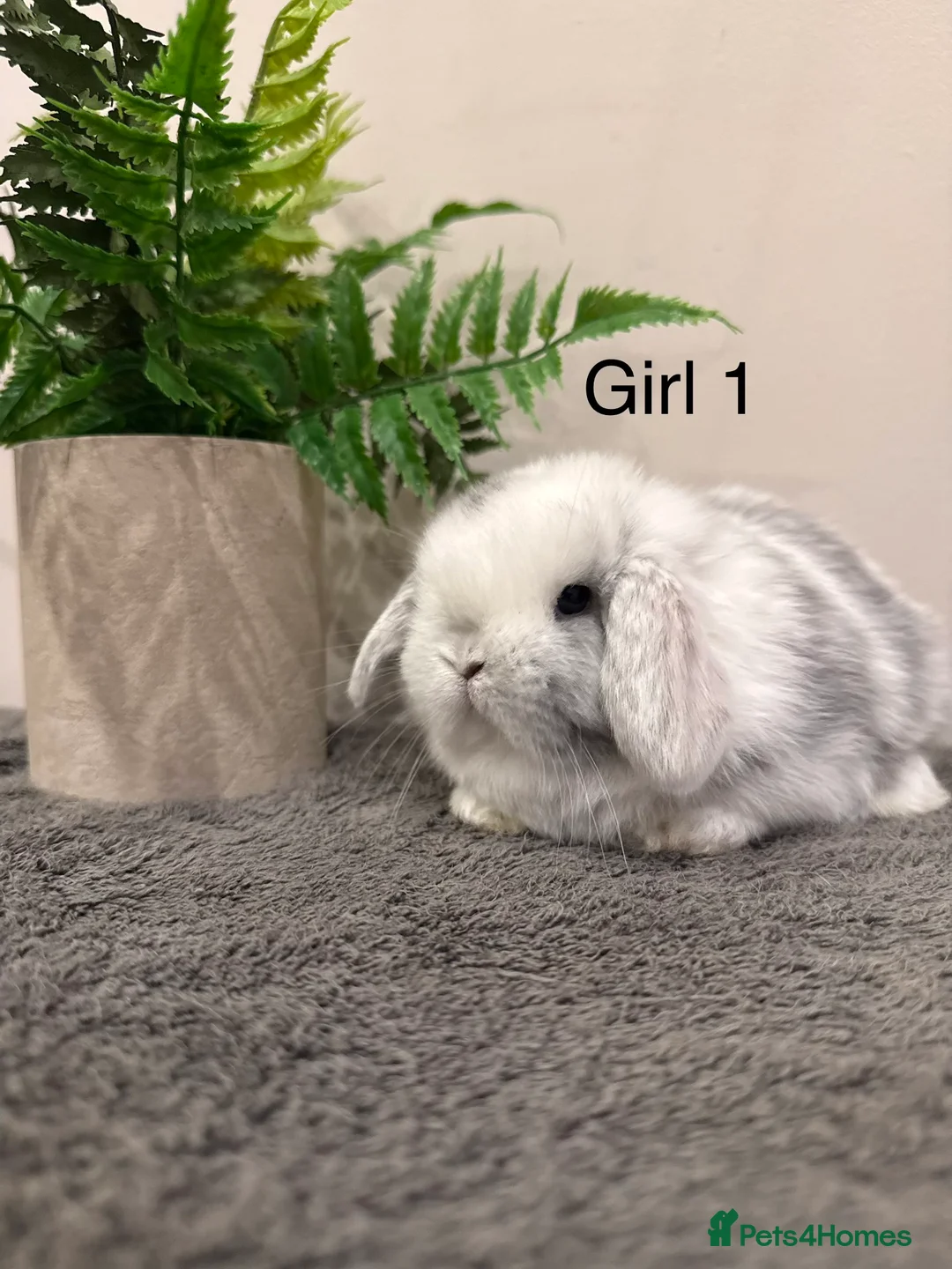 Mini Lop rabbits for sale: ✨Stunning Magpie & Harlequin Mini Lops✨ - Advert 10