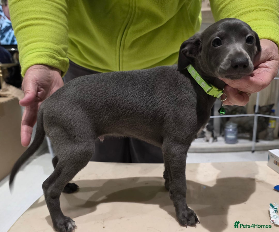Italian Greyhound dogs for sale: KC reg quality blue boys looking for living homes - Advert 4