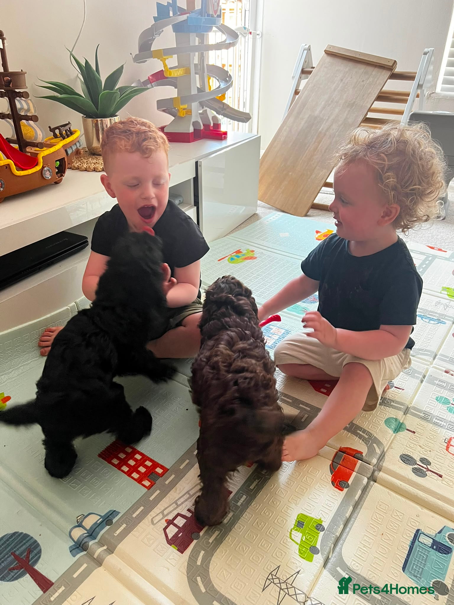 Cockapoo dogs 🩷💙 Adorable cockapoo pups 🐶  - Advert 2