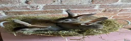 Rex rabbits for sale: Mini Rex Bucks  in Lincoln - Advert 5