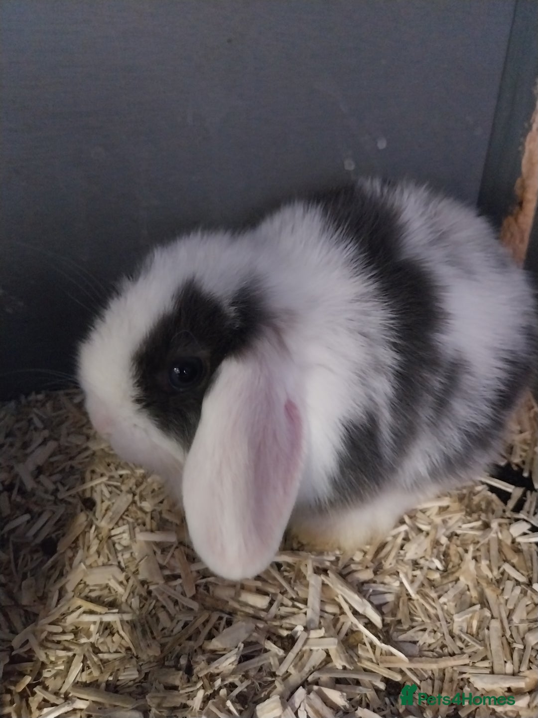 Mini Lop rabbits for sale: Mini lop rabbits  - Image 5
