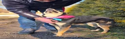 Mixed Breed dogs for adoption: ❤️🐶 CHLOE – THE KIND OF DOG EVERYONE DREAMS OF in Swindon - Advert 10