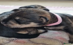 Miniature Schnauzer dogs for sale: Beautiful KC Reg. Miniature Schnauzer Puppies - Advert 15