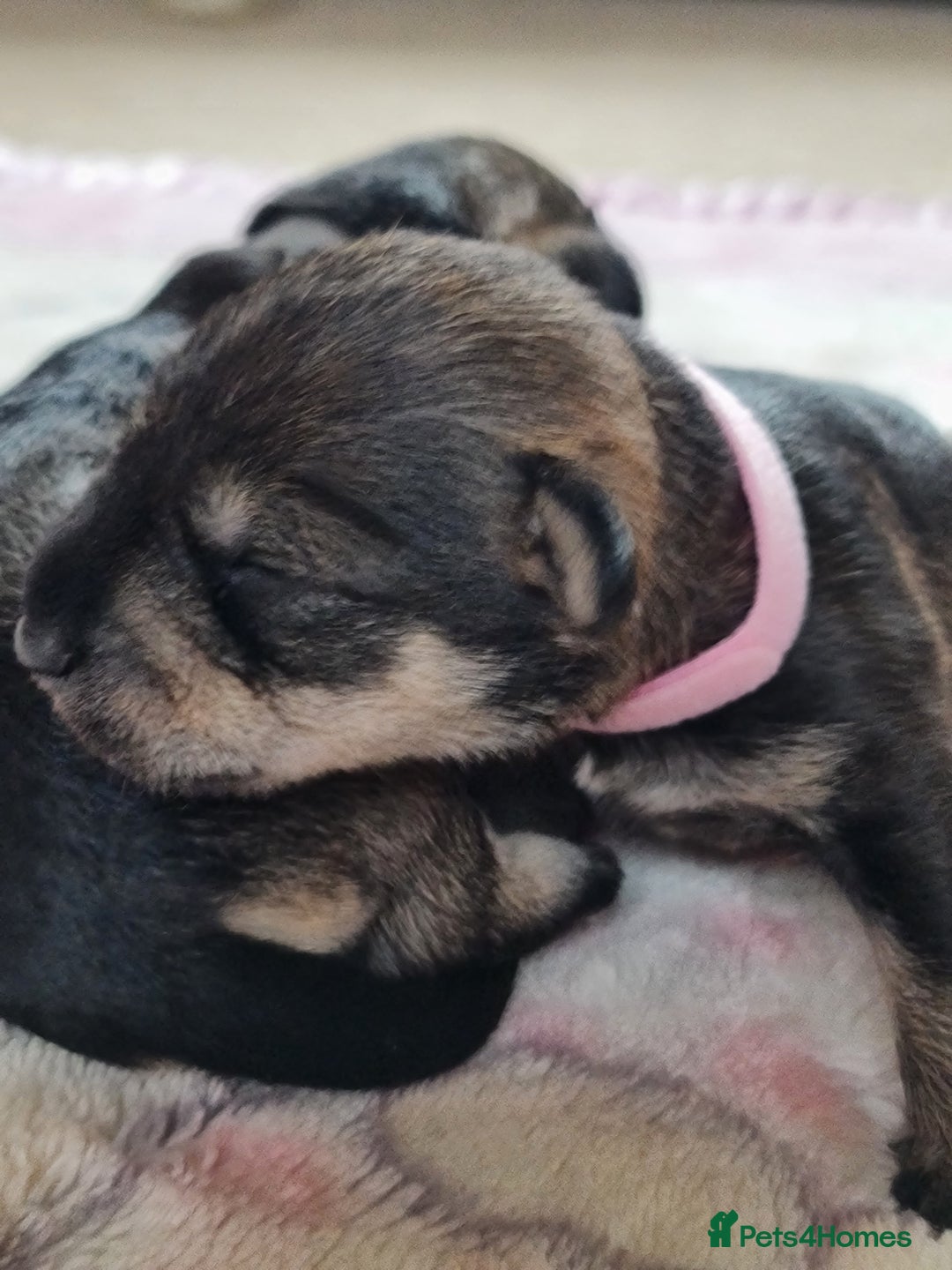 Miniature Schnauzer dogs for sale: Beautiful KC Reg. Miniature Schnauzer Puppies - Advert 15