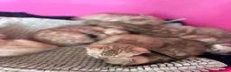 Bengal cats for sale: TICA Reg Bengal Kittens. Ready Next Month - Advert 12