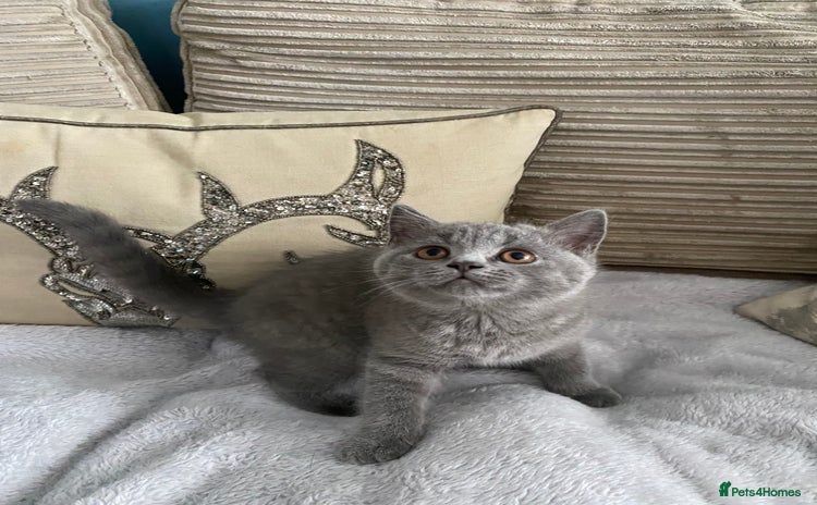 British Shorthair cats - Advert 7