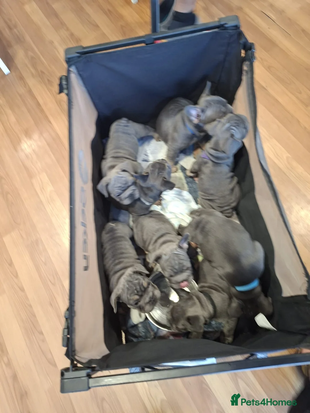 French Bulldog dogs for sale: Gorgeous french bulldog puppies  - Advert 2