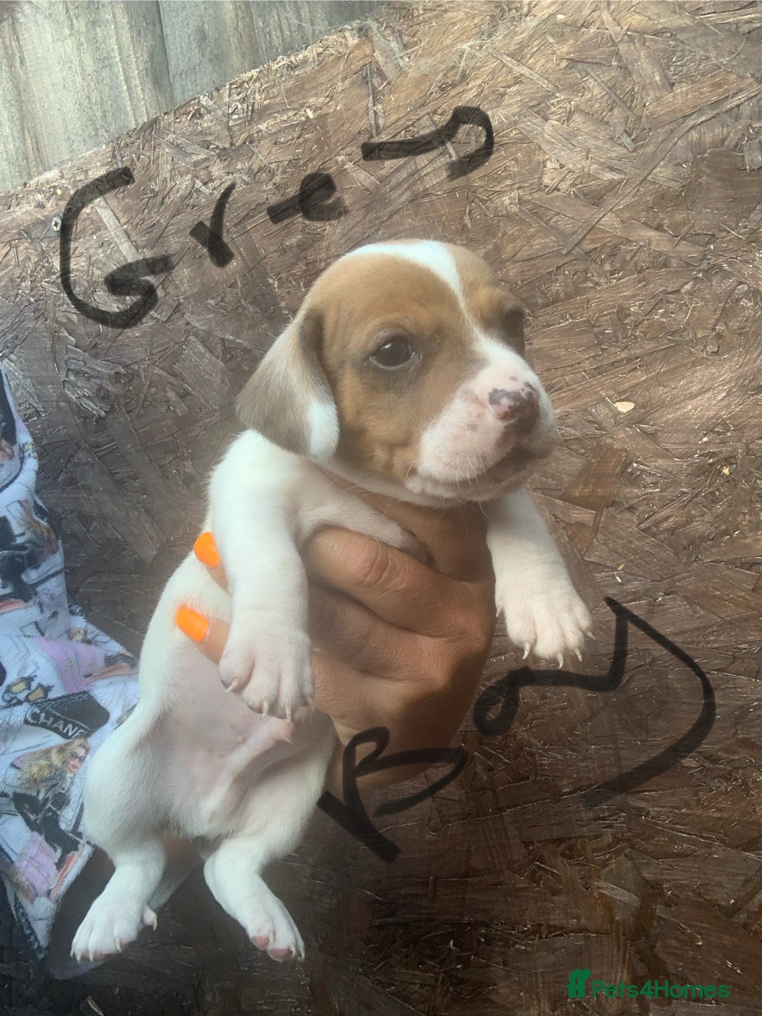 Jack Russell dogs for sale: Beautiful jack Russell puppies  - Image 8