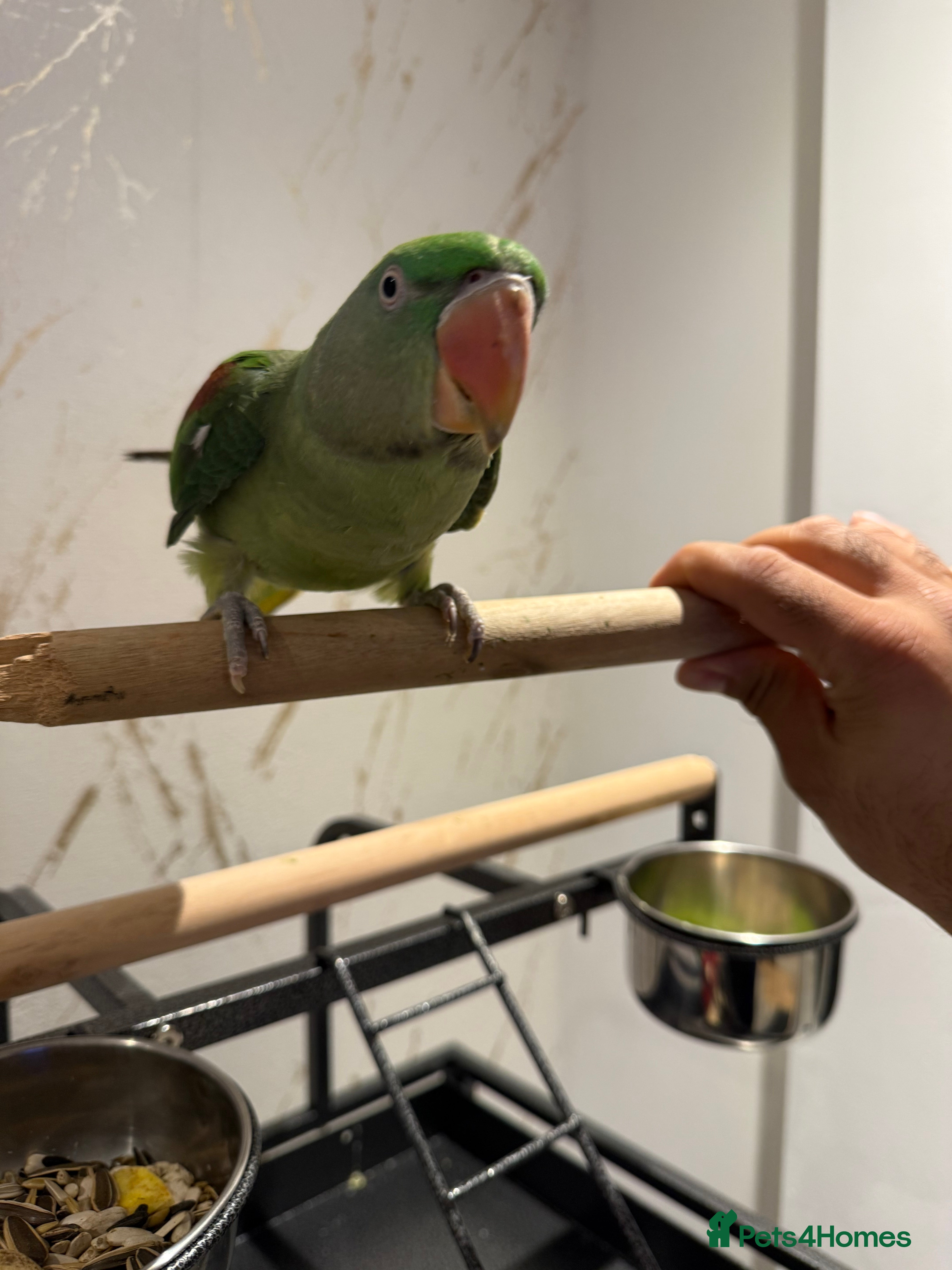 Parrots birds 6 month Baby Alexandrine  in Newport - Advert 3