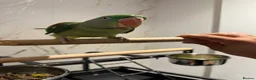 Parrots birds for sale: 6 month Baby Alexandrine  in Newport - Advert 1