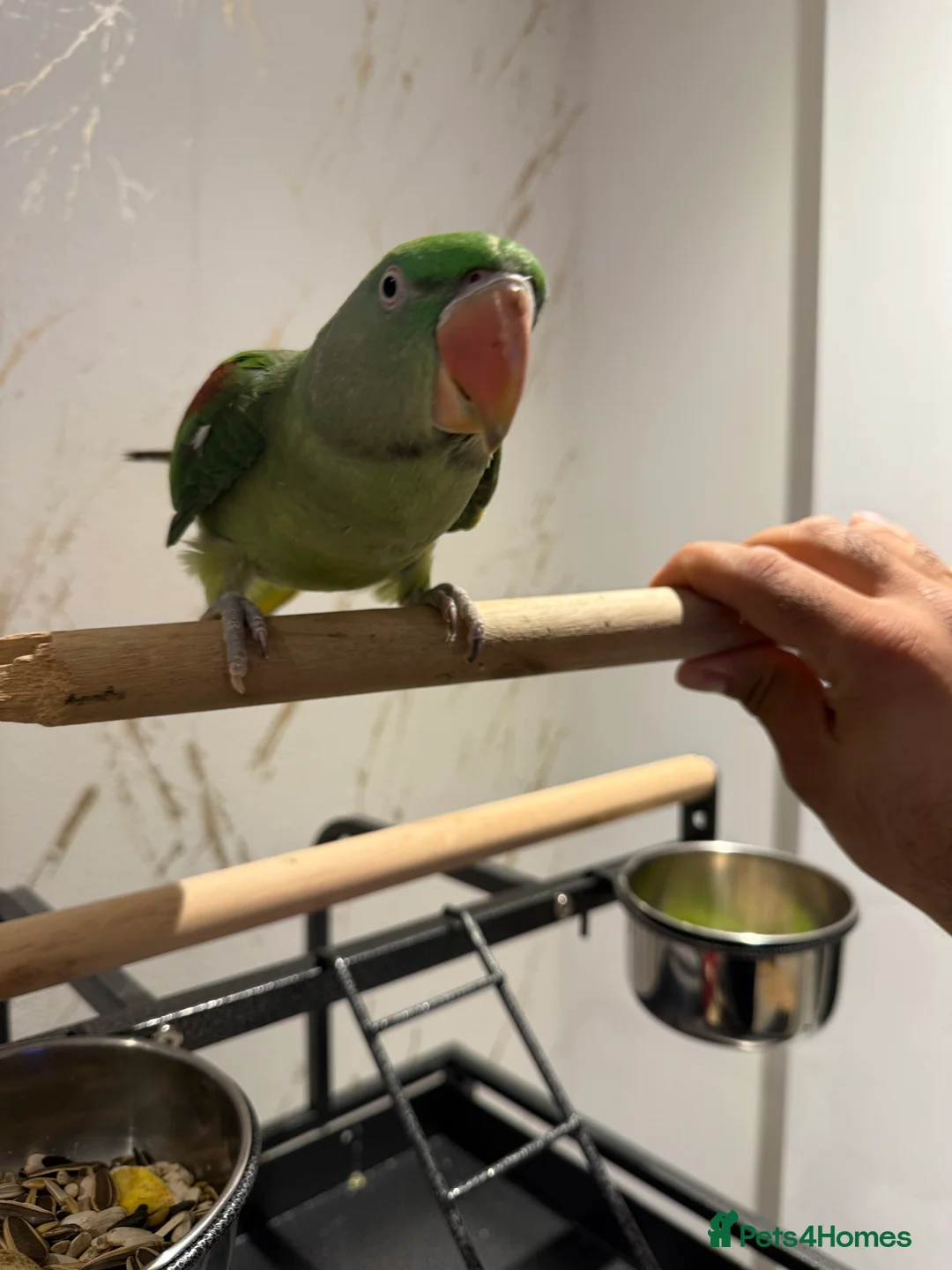 Parrots birds for sale: 6 month Baby Alexandrine  in Newport - Advert 1