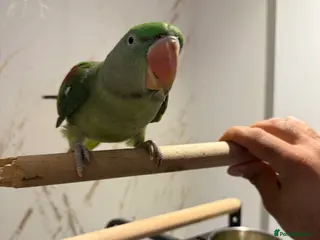 Parrots birds 6 month Baby Alexandrine in Newport - Advert 3