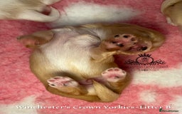 Yorkshire Terrier dogs for sale: ❤️ Champion heritage KC reg.PEDIGREE puppies! 🐶❤️ - Image 33