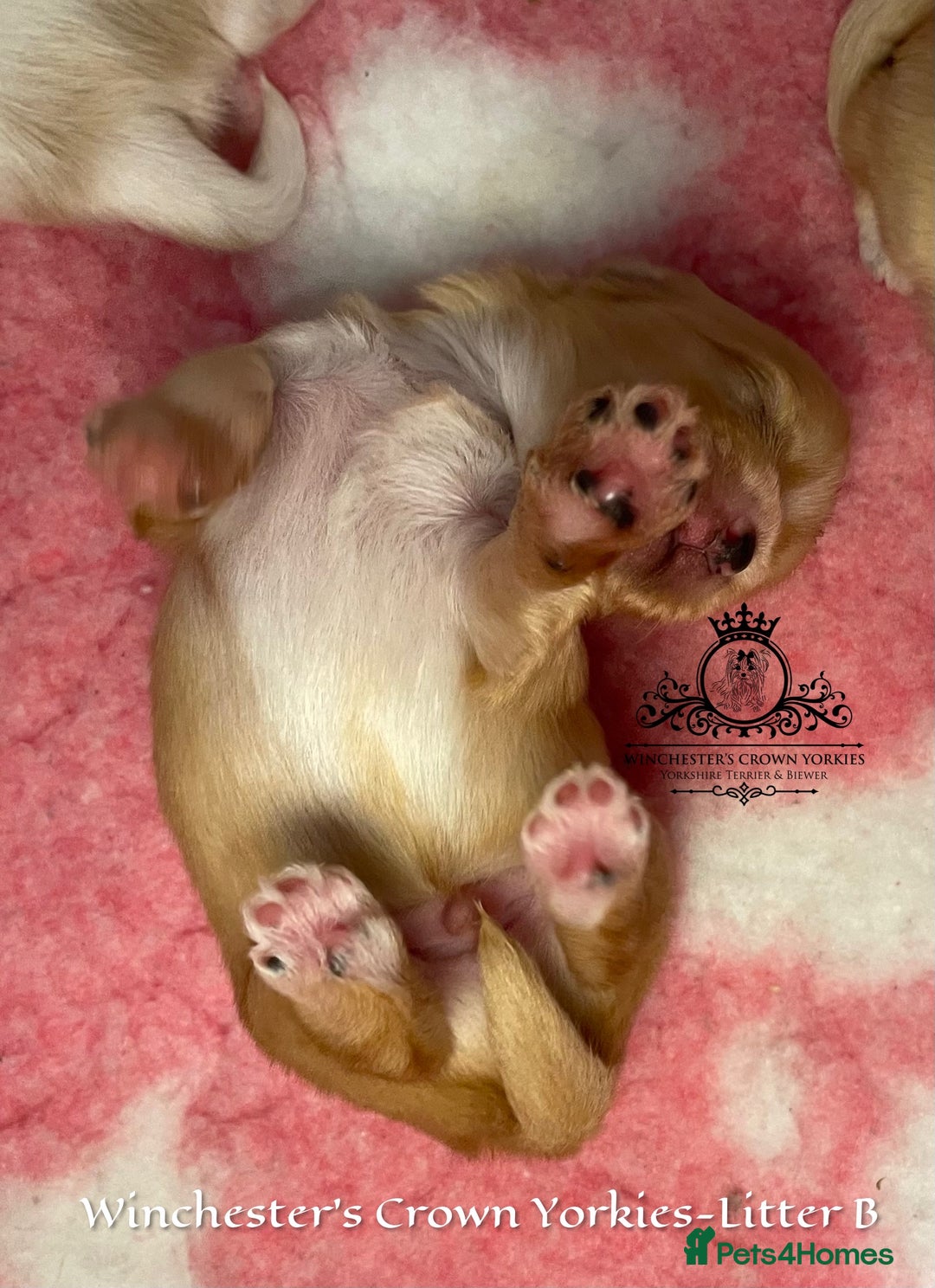 Yorkshire Terrier dogs for sale: ❤️ Champion heritage KC reg.PEDIGREE puppies! 🐶❤️ - Image 33
