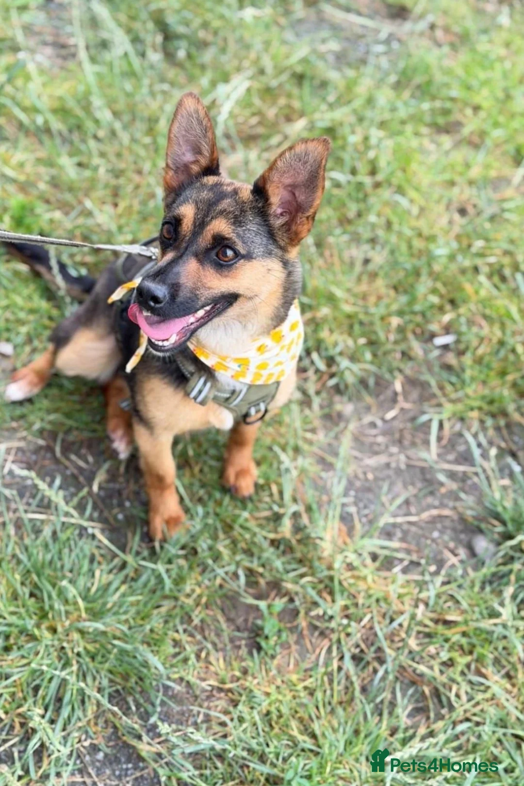 Mixed Breed dogs for adoption: ❤️Bonnie❤️- 1-year-old small size lovely girl - Advert 2