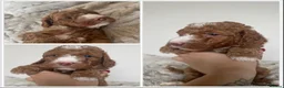 Labradoodle dogs for sale: READY NOW 1 Girl Remaining Labradoodles  - Advert 22