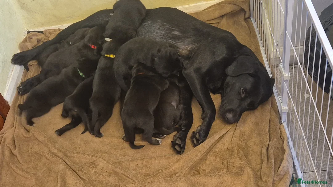 Borador dogs for sale: Lovely borador puppies - Advert 2