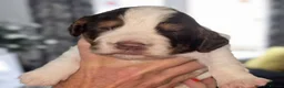 Cocker Spaniel dogs for sale: Kc registerd working cocker spaniels - Advert 8