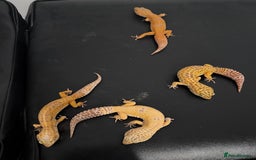 Leopard Gecko reptiles for sale: 4 leopard geckos  - Advert 1