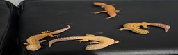 Leopard Gecko reptiles for sale: 4 leopard geckos  - Advert 1