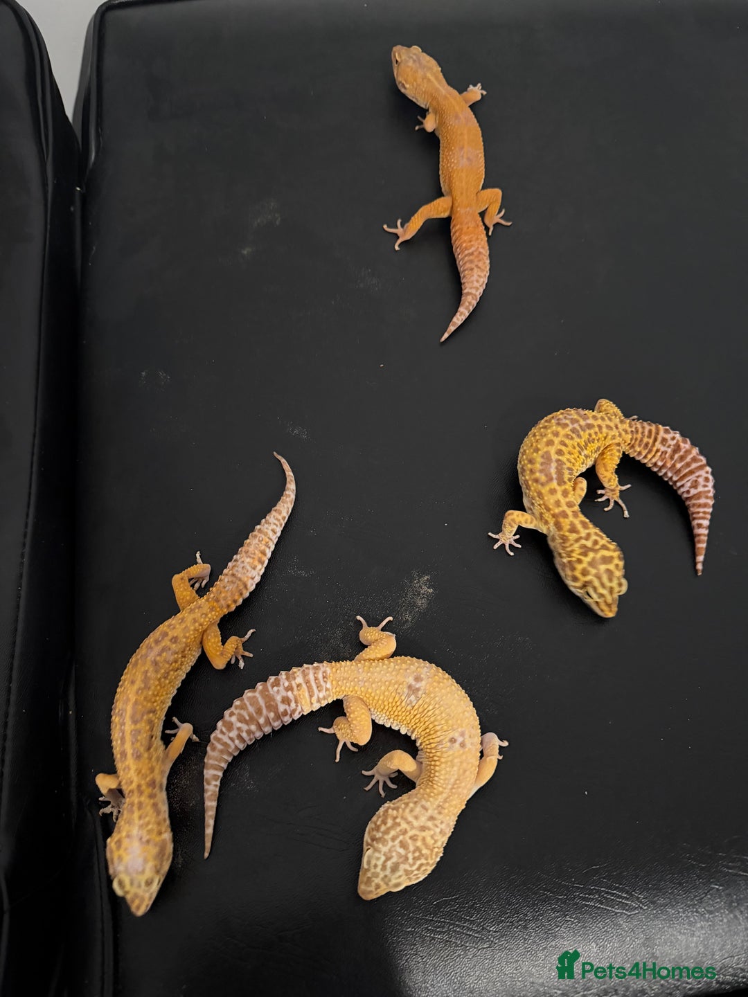 Leopard Gecko reptiles for sale: 4 leopard geckos  - Advert 1