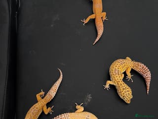Leopard Gecko reptiles 4 leopard geckos - Advert 13